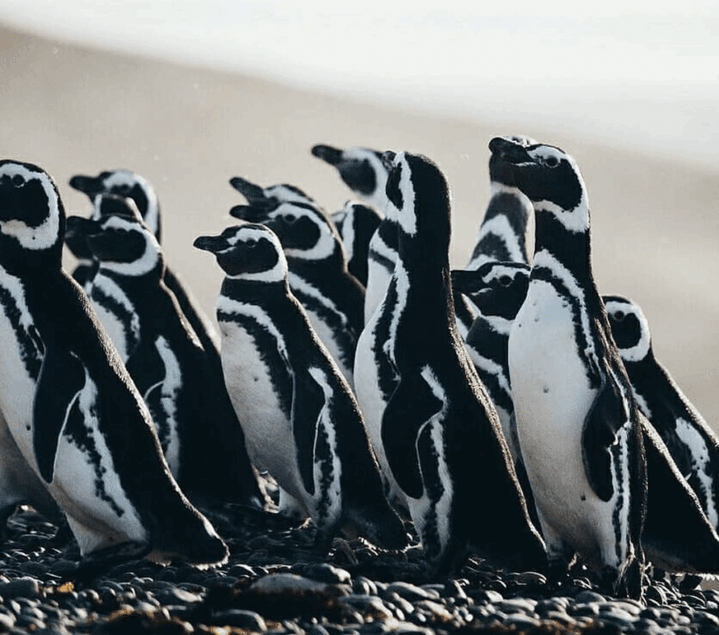Where to see penguins in argentina