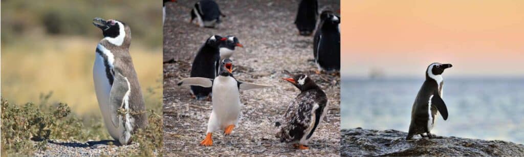 Where to see Penguins in Argentina - Magallanic Penguins in Argentina