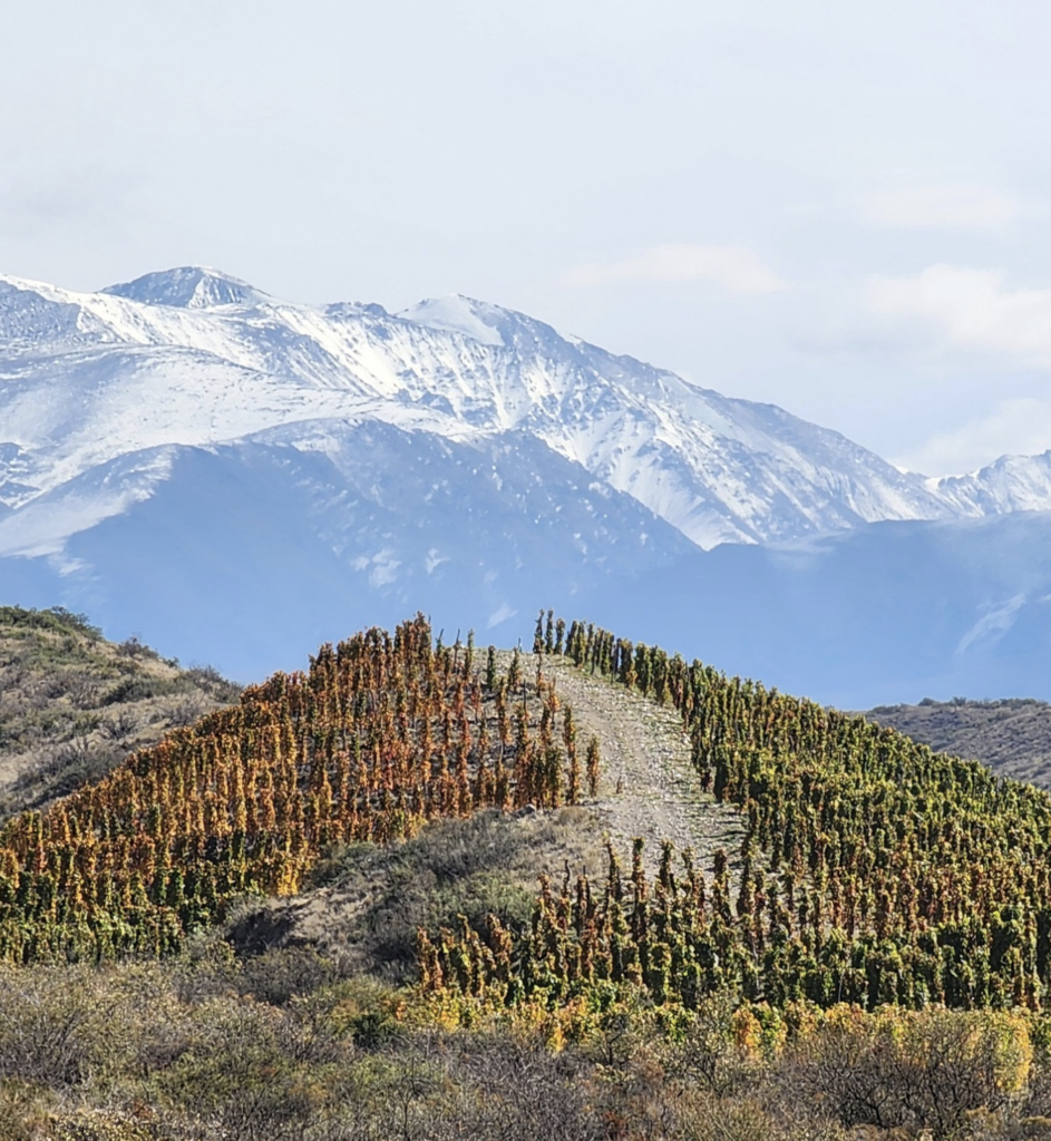 wineries in argentina