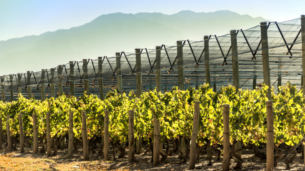 Mendoza wineries
