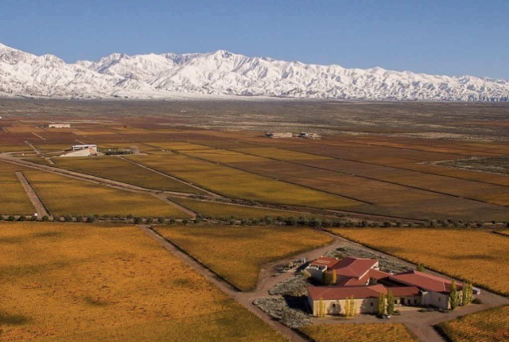 Vast vineyards with snowy mountains backdrop  Mendoza Argentina 