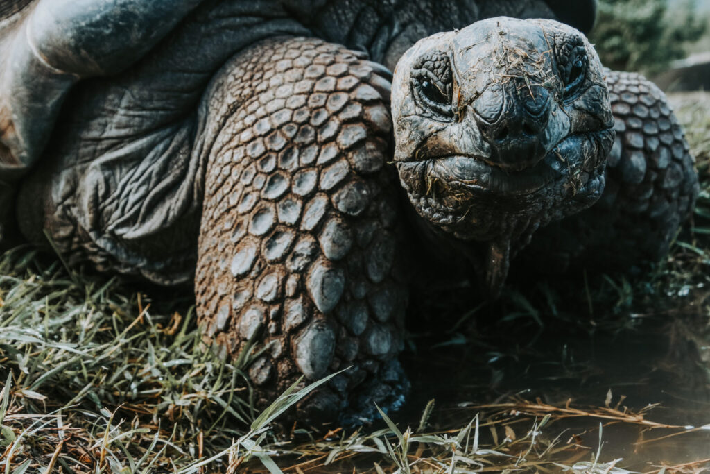 Galapagos family trips