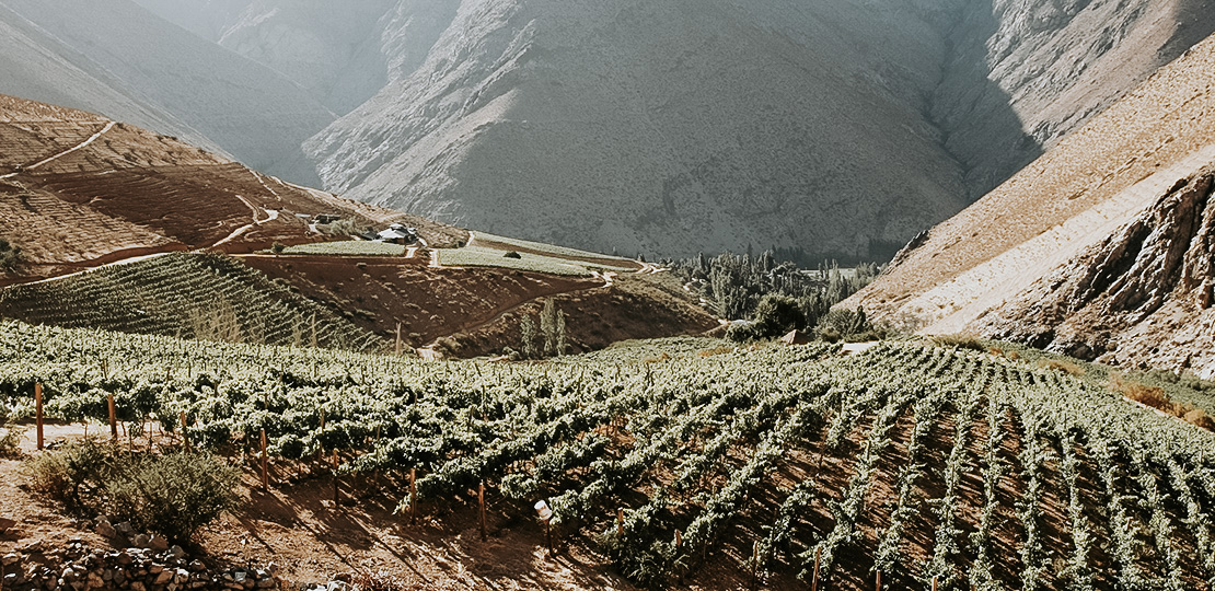 Chilean Wineries