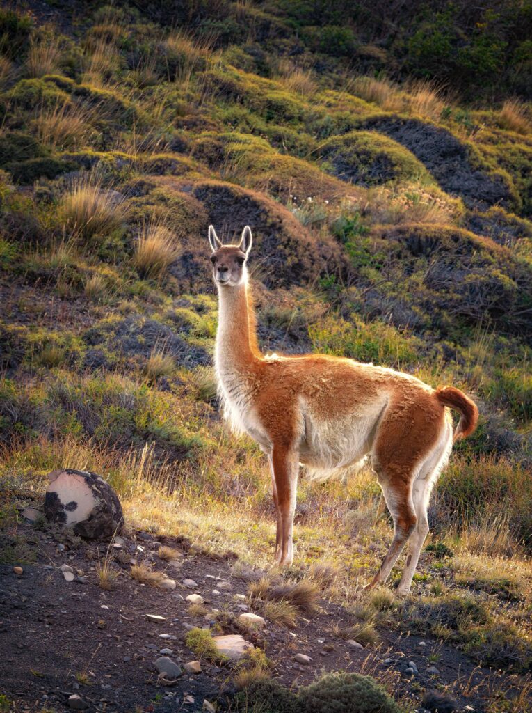 patagonia national park