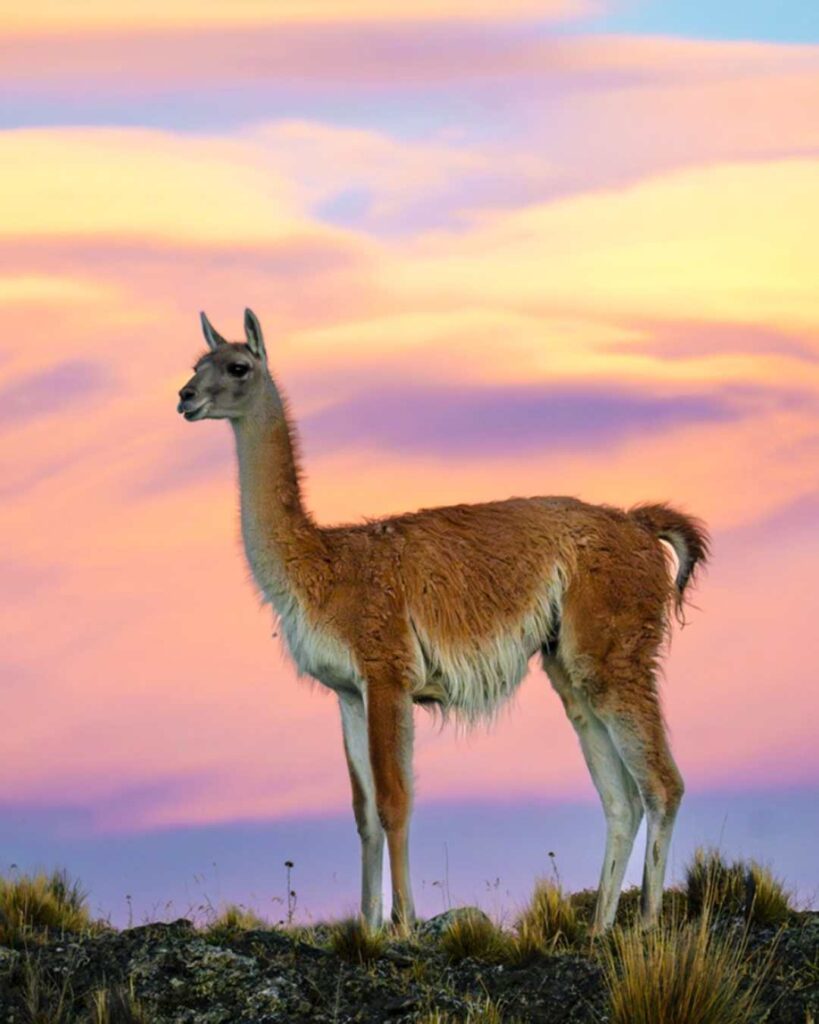 patagonia national park