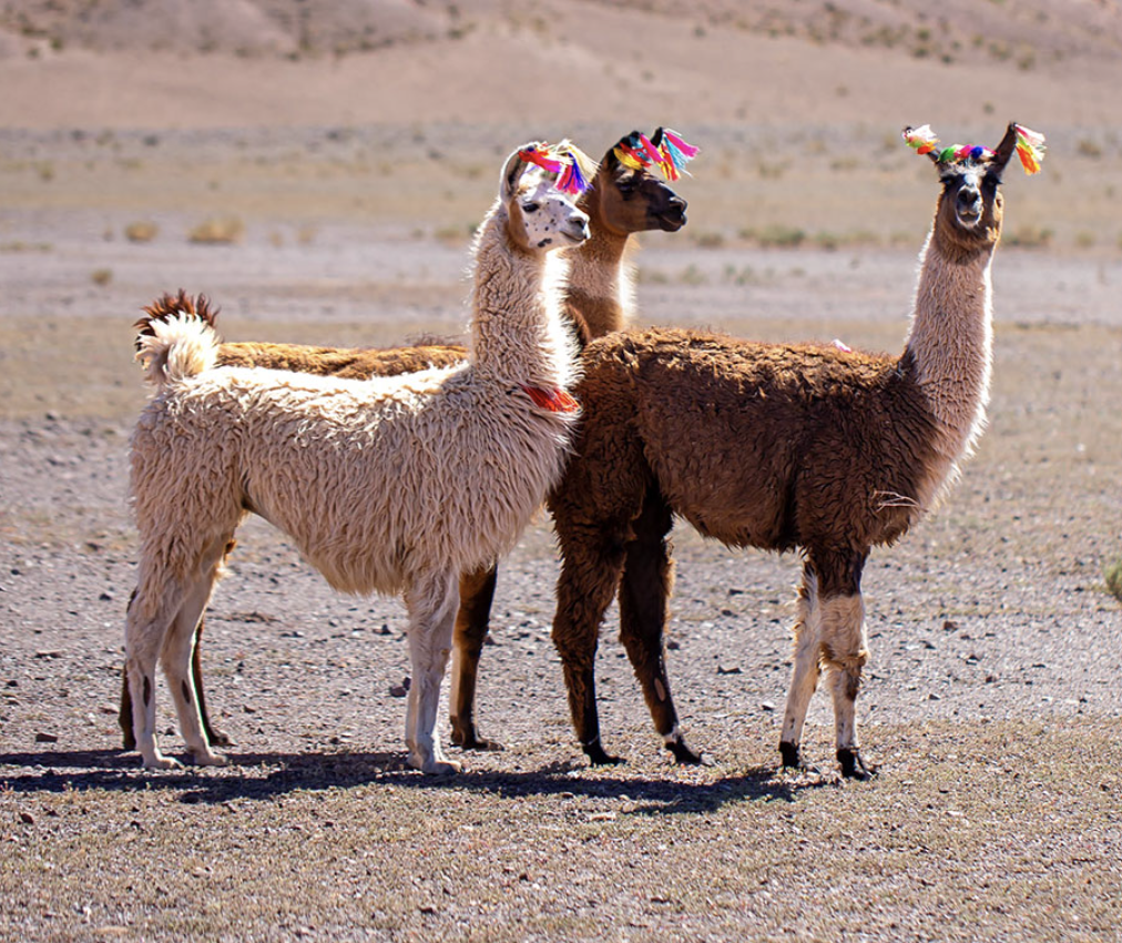 Plan the Perfect Trip to Chile's Atacama Desert 7 visit atacama desert - Tierra Atacama hotel
