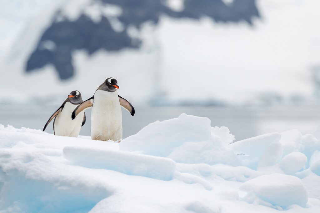 Antarctica in december
