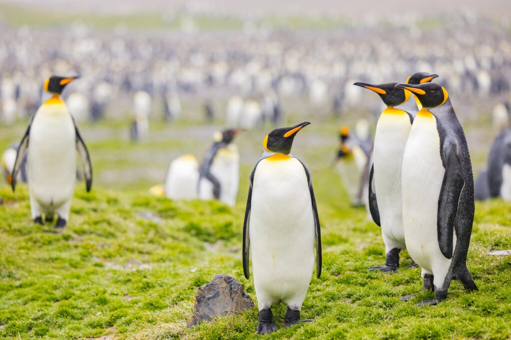 Antarctica Isn’t What You Think: How to Plan Your Trip 9 how to plan a trip to antarctica
