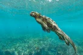 planning a trip to the galapagos islands