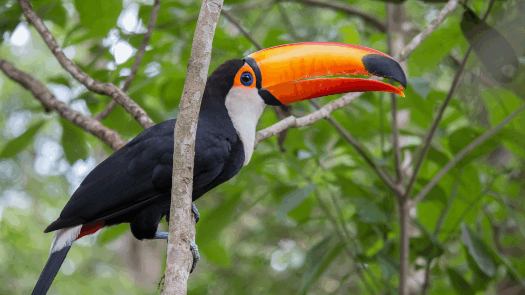 what to do in iguazu falls