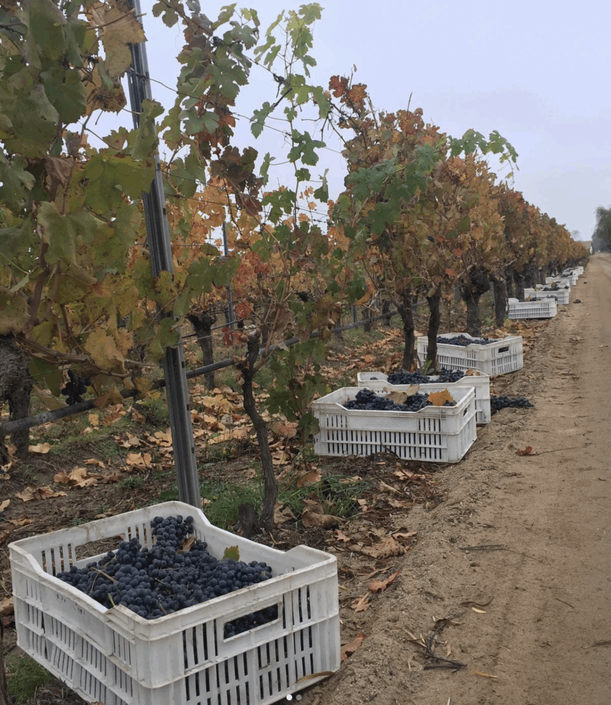chile wine country