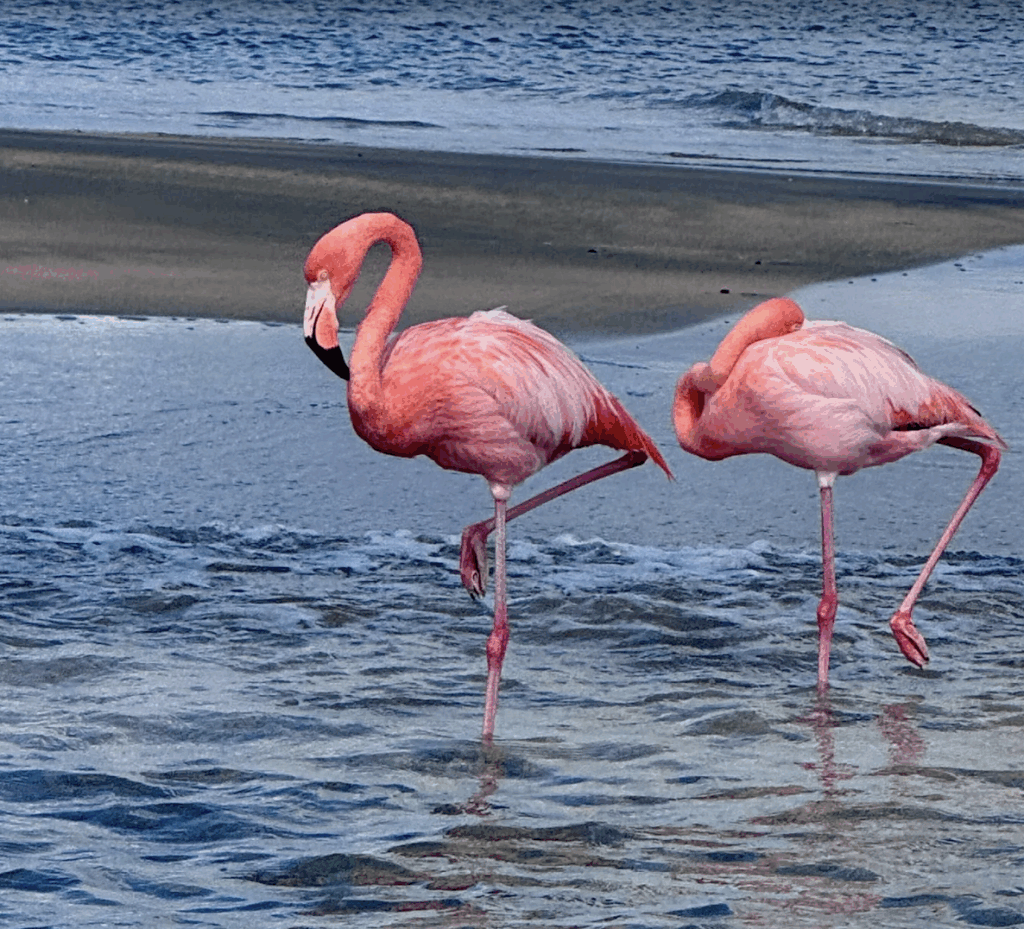 South american tours for seniors