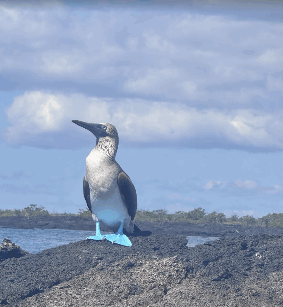 South american tours for seniors
