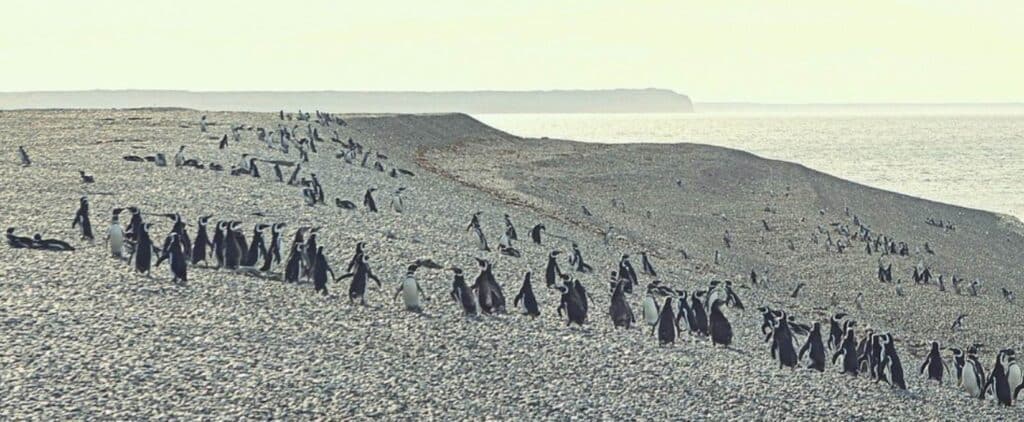 Where to see penguins in South Ameruca