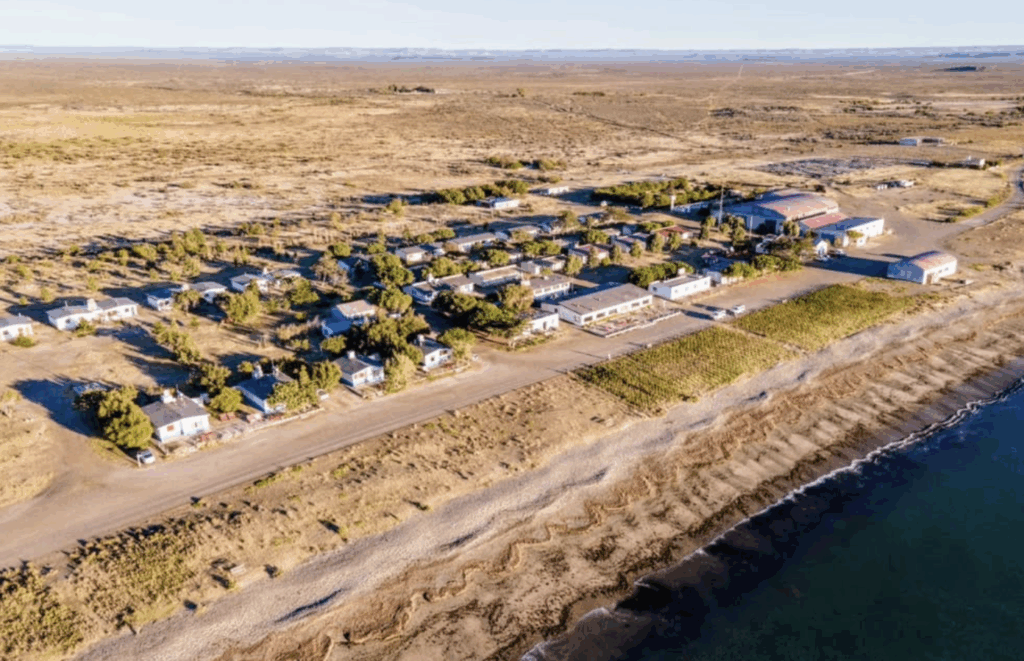 Where to see penguins in argentina