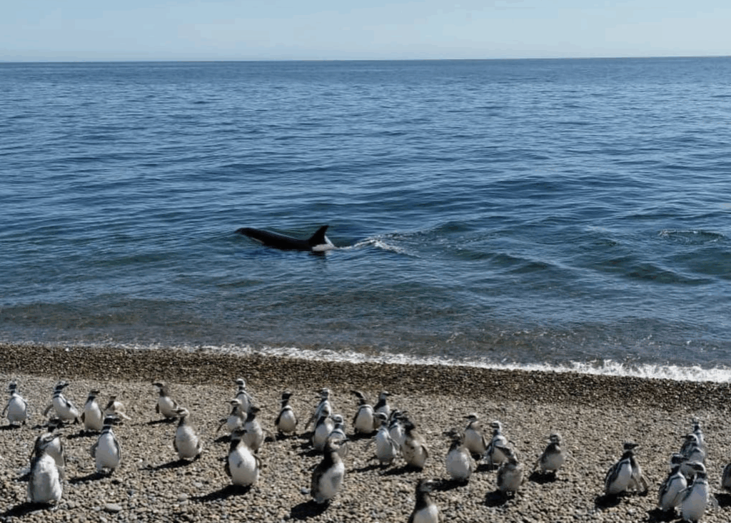where to see penguins in argentina