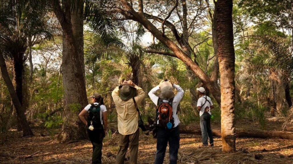 People observing nature in forest Iguazu Argentina private tour