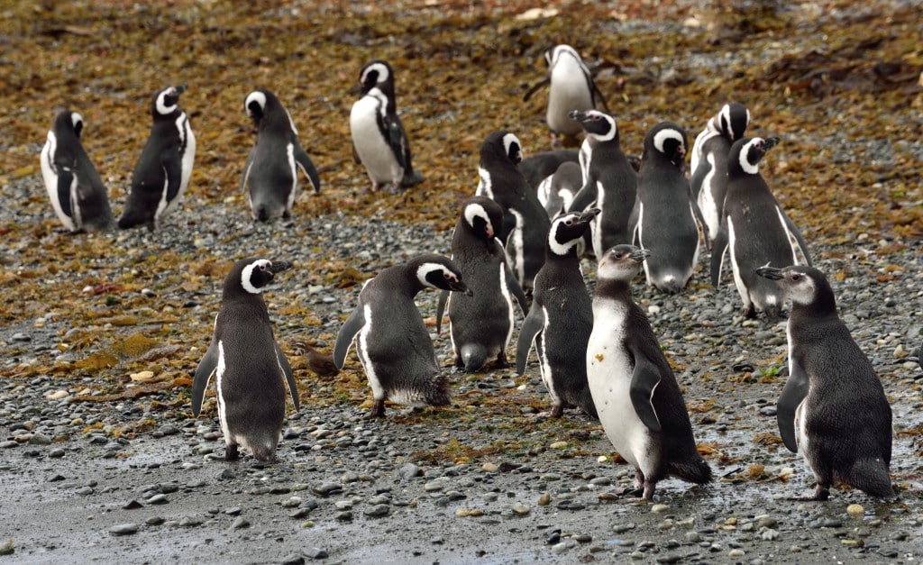 Penguins seen during an expedition voyage through southern Patagonia.